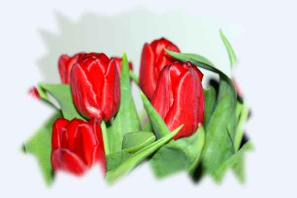 Rote Tulipa