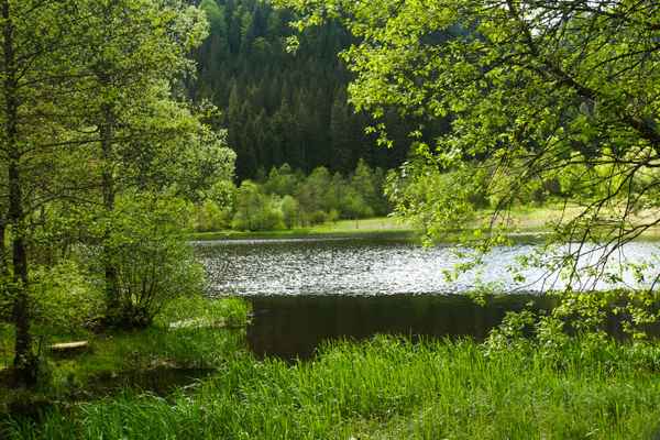 Sankenbachsee bei Baiersbronn 1