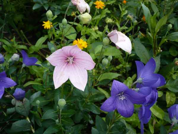 Blätter  u. Blumen