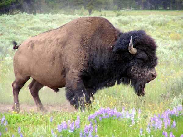 Bison 6