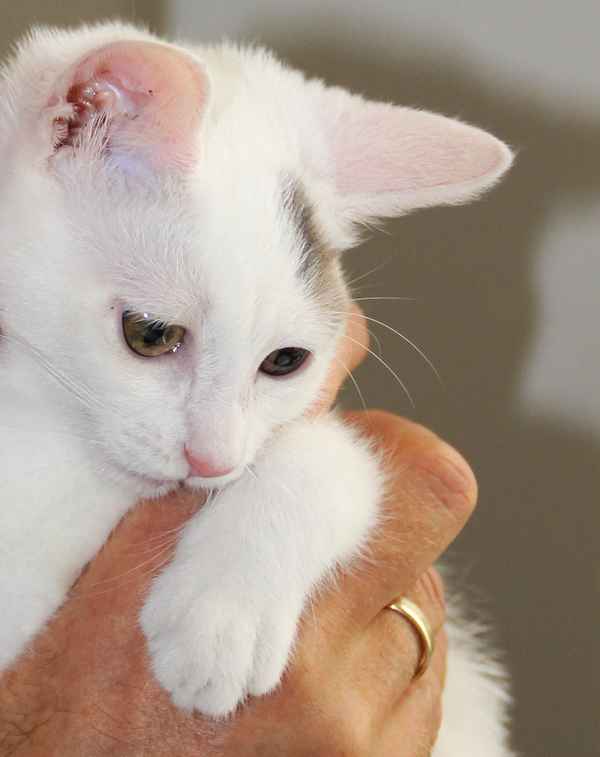 Mia, die Wiener Schmusekatze