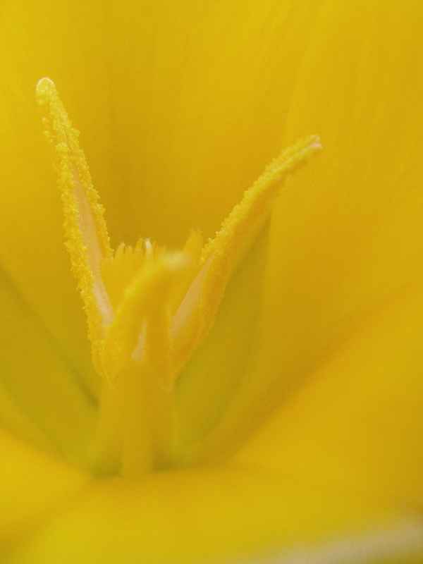 Stempel eines Krokus