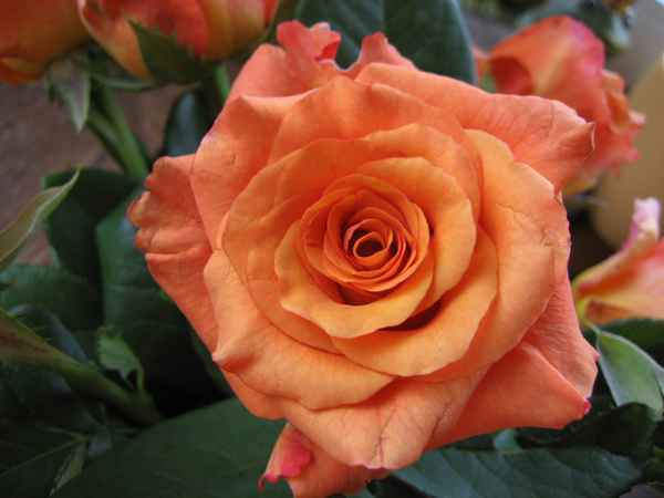Rose in orange ...