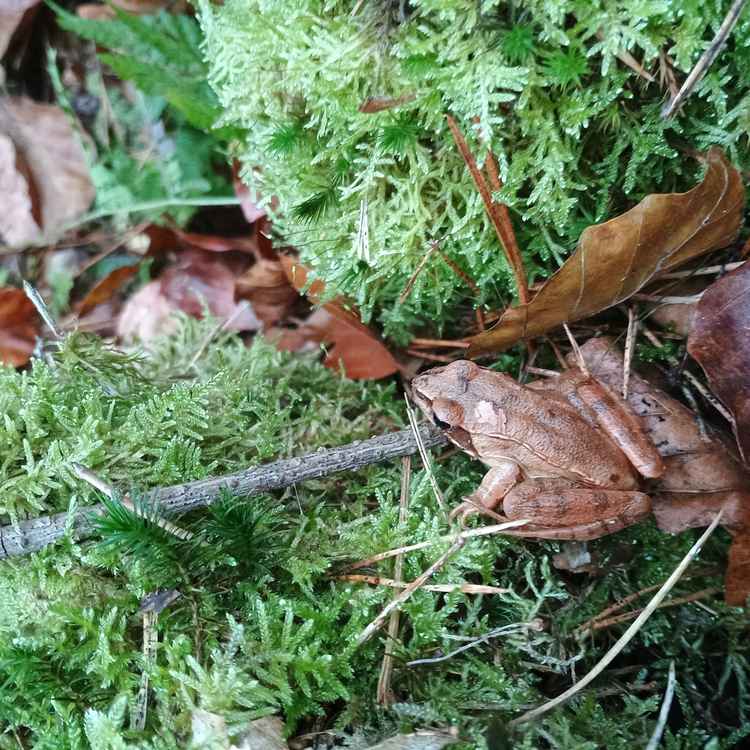 Moorfrosch 2