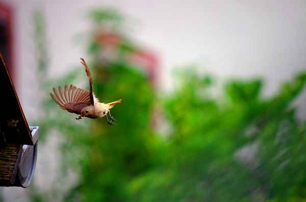 Im Anflug