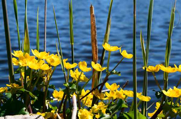 Frühlingsschönheit