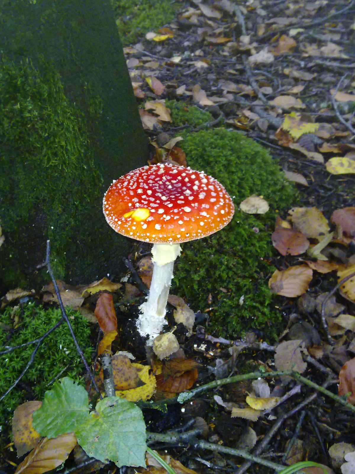 Fliegenpilz