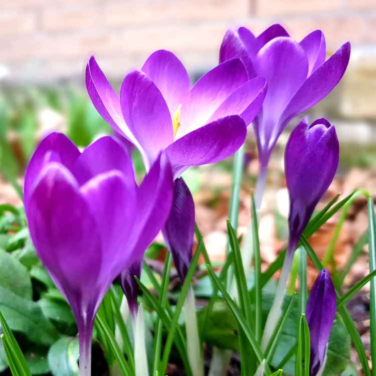 Der Frühling ist da