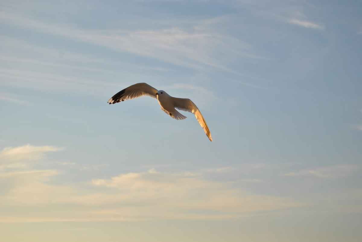 Möwe im Flug
