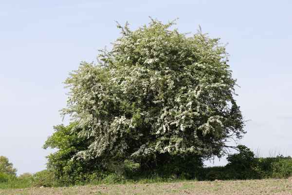 Eingriffeliger Weißdorn in Blüte