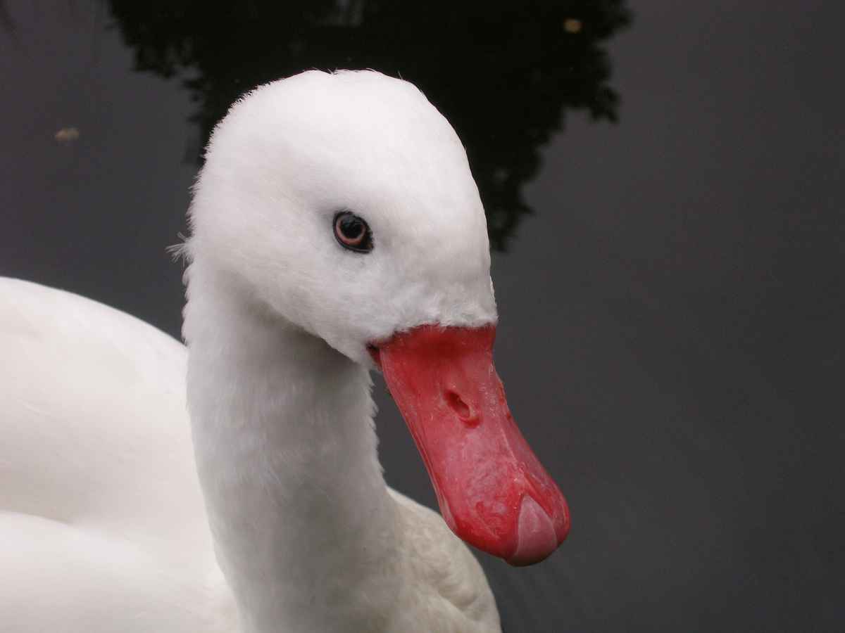 Schwan