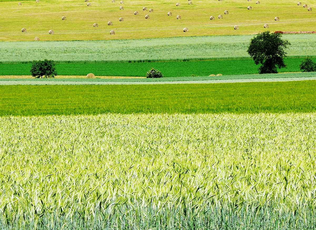 Sommerliche Felder