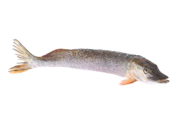 Hecht 6