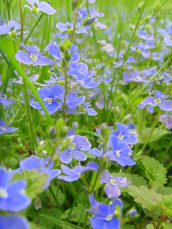 Mitten in der Großstadt - Gamander Ehrenpreis (Veronica chamaedrys)