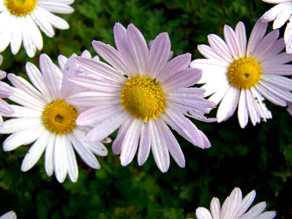 Die letzten Blümchen im Herbst 2