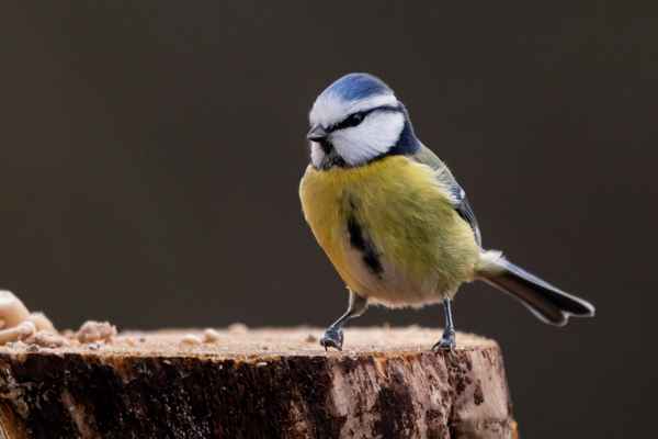 Bist du fertig, ich hab Hunger ...