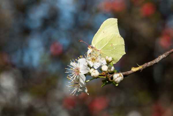 der erste  Zitronenfalter im Garten