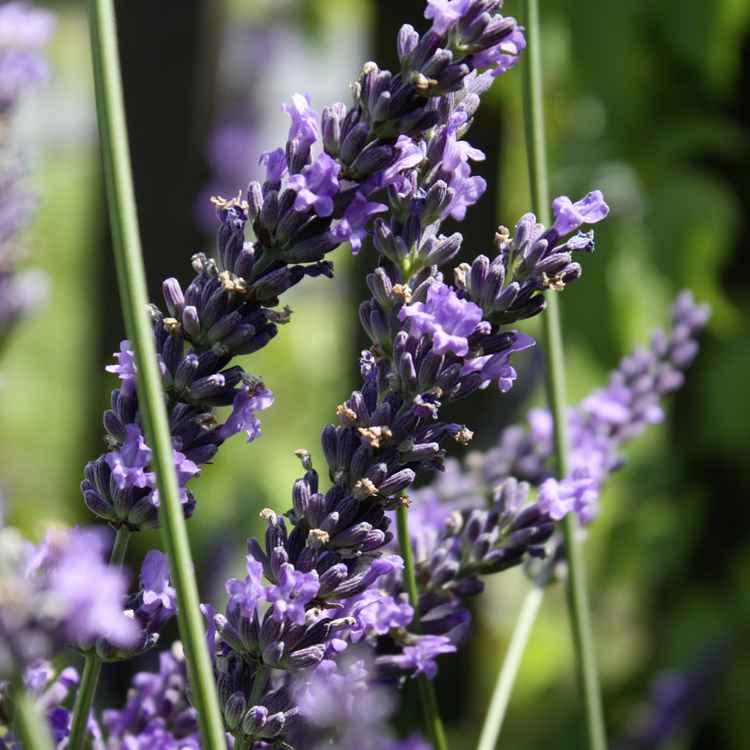 Lavendel1
