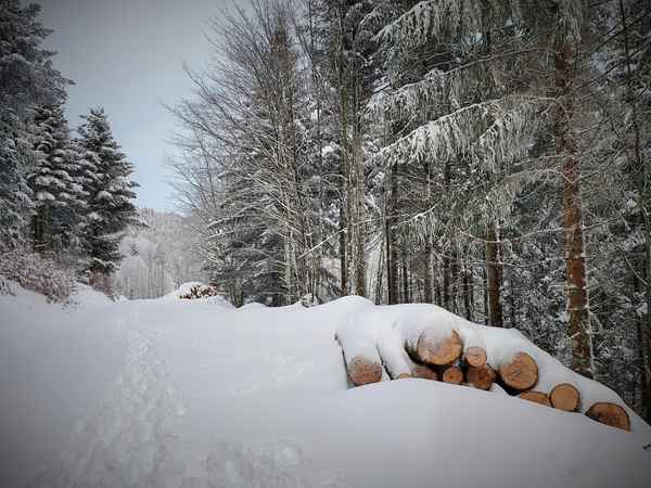 Schwarzwald im Schnee