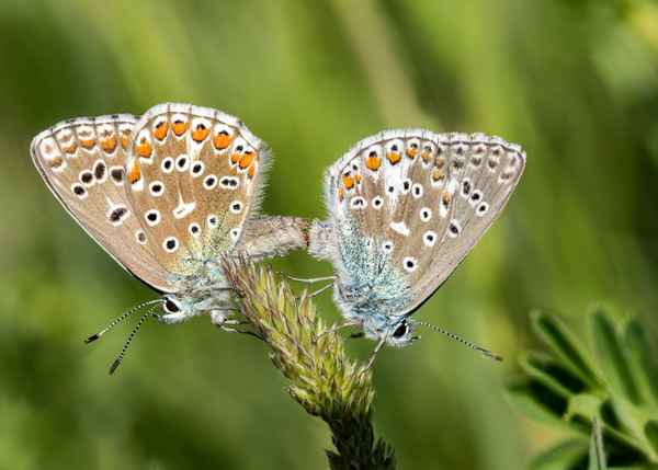 Himmel(blau) auf Erden