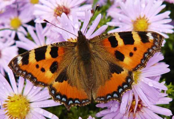 "Asternbesuch"