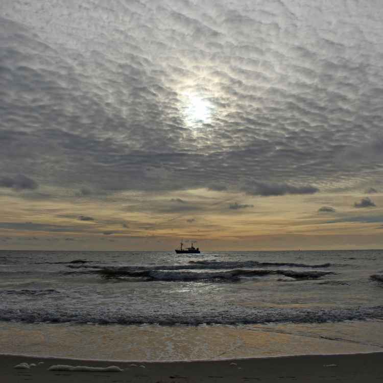 Schäfchen ohne Ende