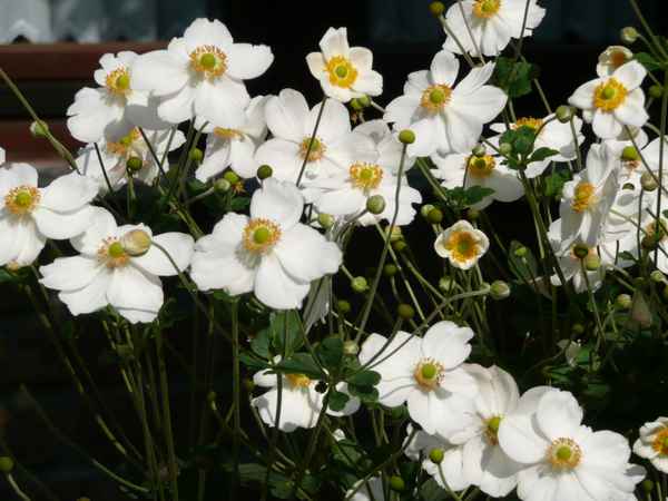 Anemonen