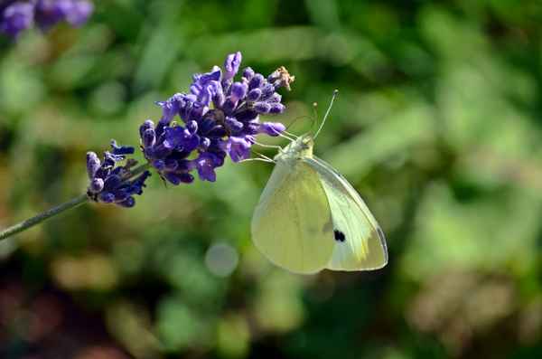 Weißling auf Lavendel 1