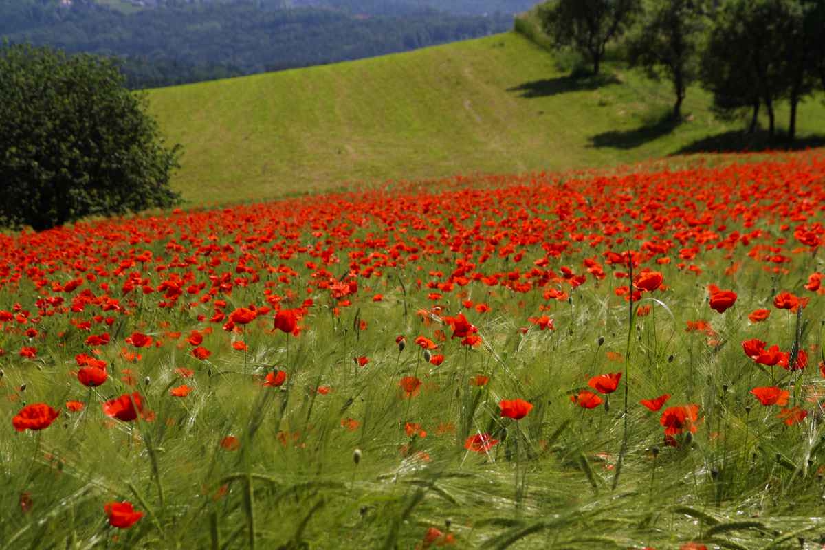 mohnblumen-weizenfeld