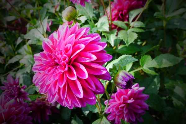 Dahlie