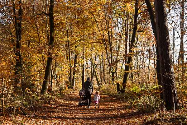 Waldspaziergang mit Papi