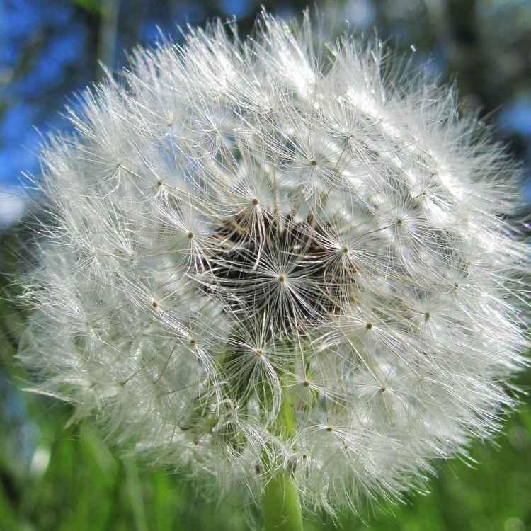 Pusteblume ganz groß