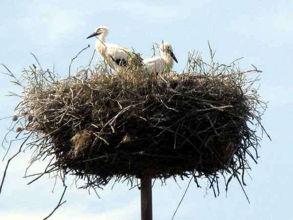 Storchennest in Mielno bei Olsztynek in Polen