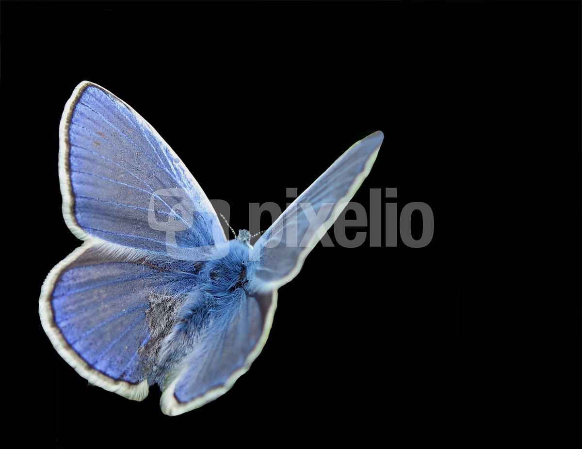 Papillon bleu