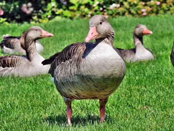 Die Gänse kommen