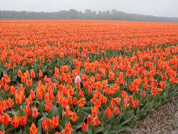 Tulpen