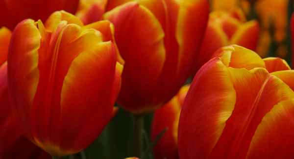 Kraftvolles gelb-rot 2