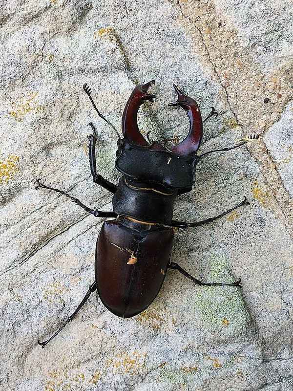 Hirschkäfer