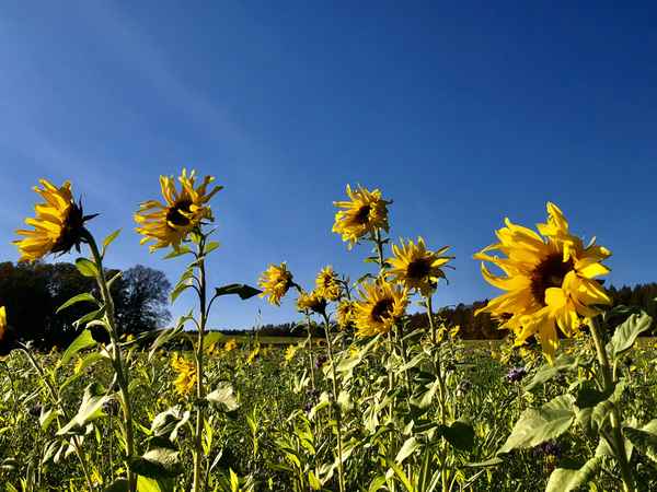 Sonnenblumenfeld