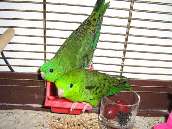 Katharinasitich-Pärchen