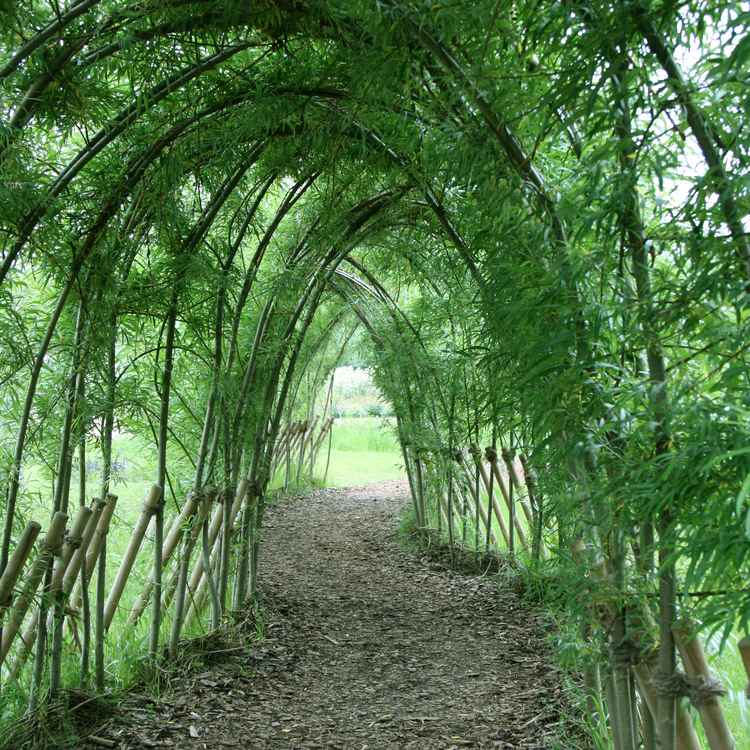 Weidentunnel