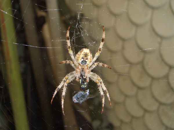 Spinne mit Beute