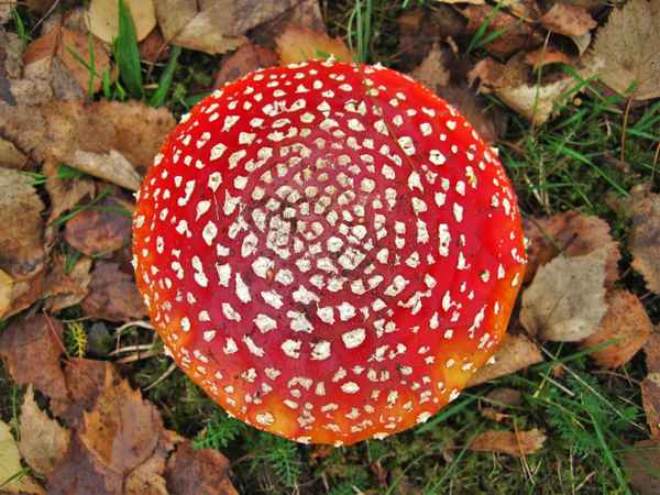 die Hut vom Fliegenpilz wächst schnell
