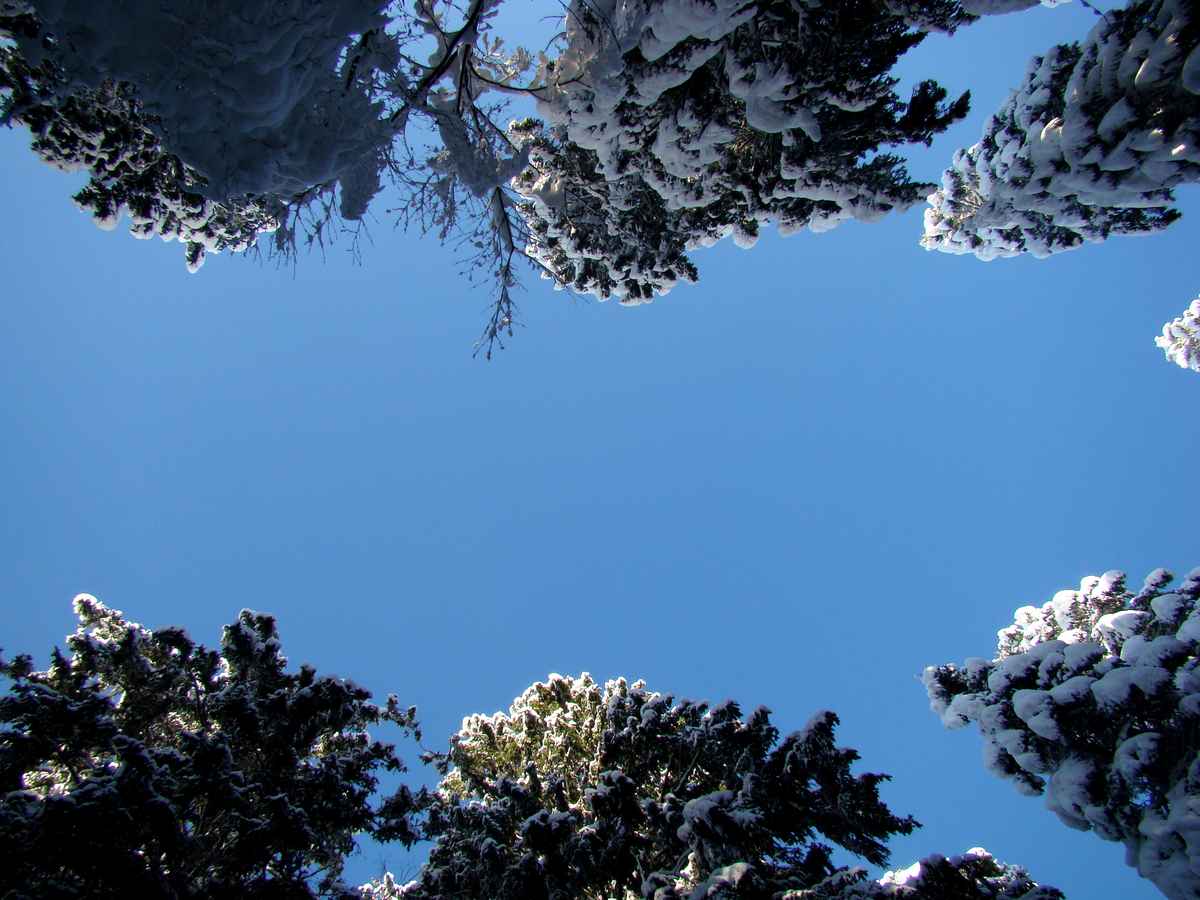 Himmel zwischen Schneefichten