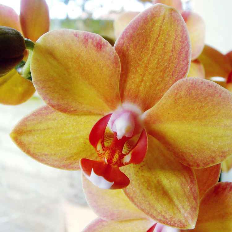 Orchideen_5
