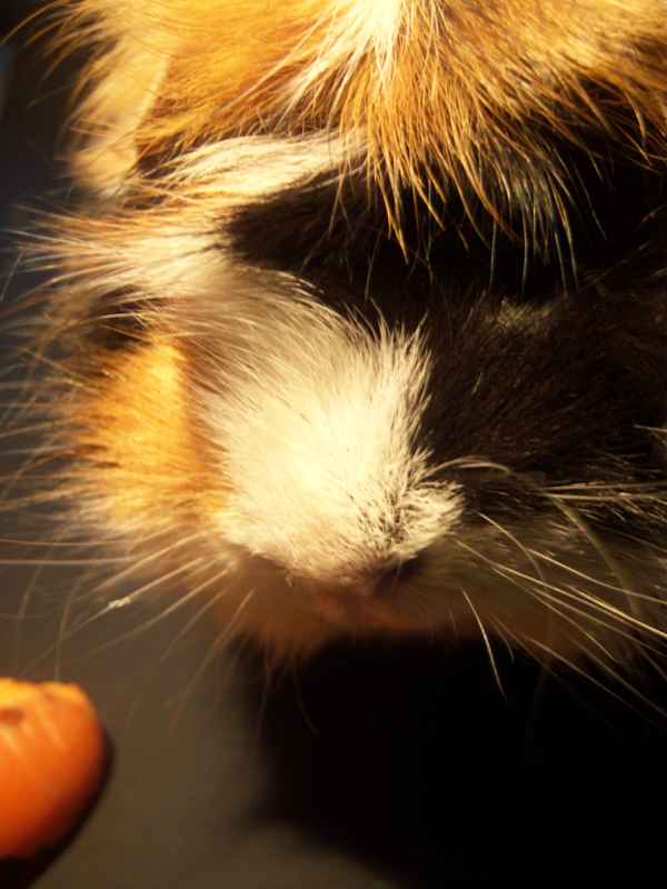 nochma Meerschwein