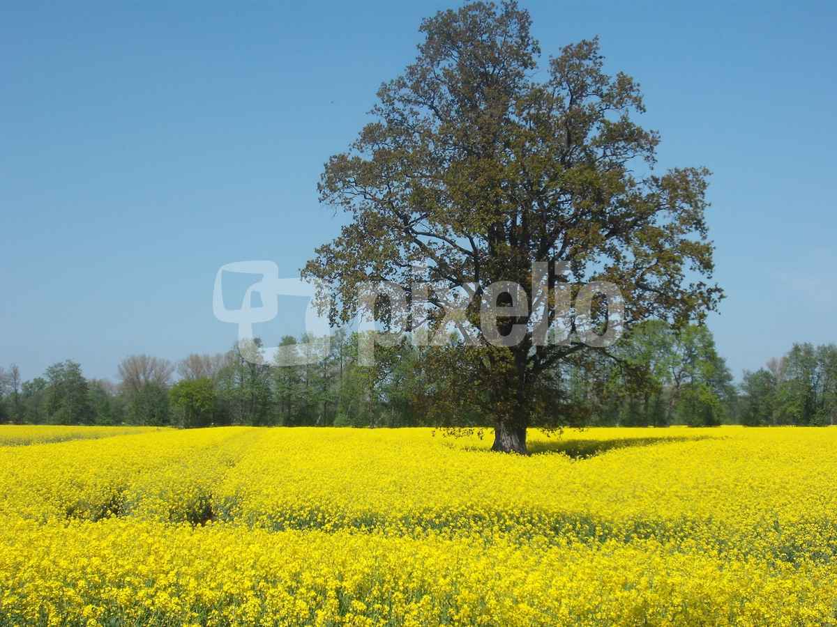 Raps so weit   das  Auge   reicht