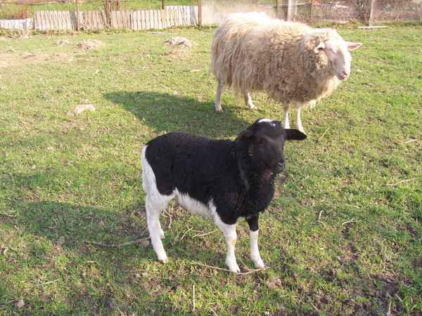 Gene sind doch unergründlich...