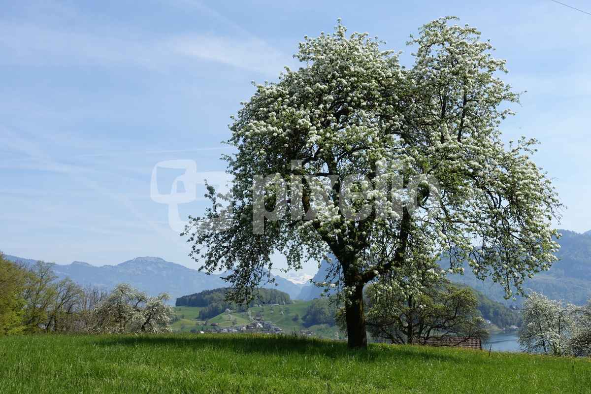 Blühender Birnbaum