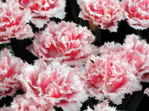 Seltene Tulpenart im Keukenhof (3)